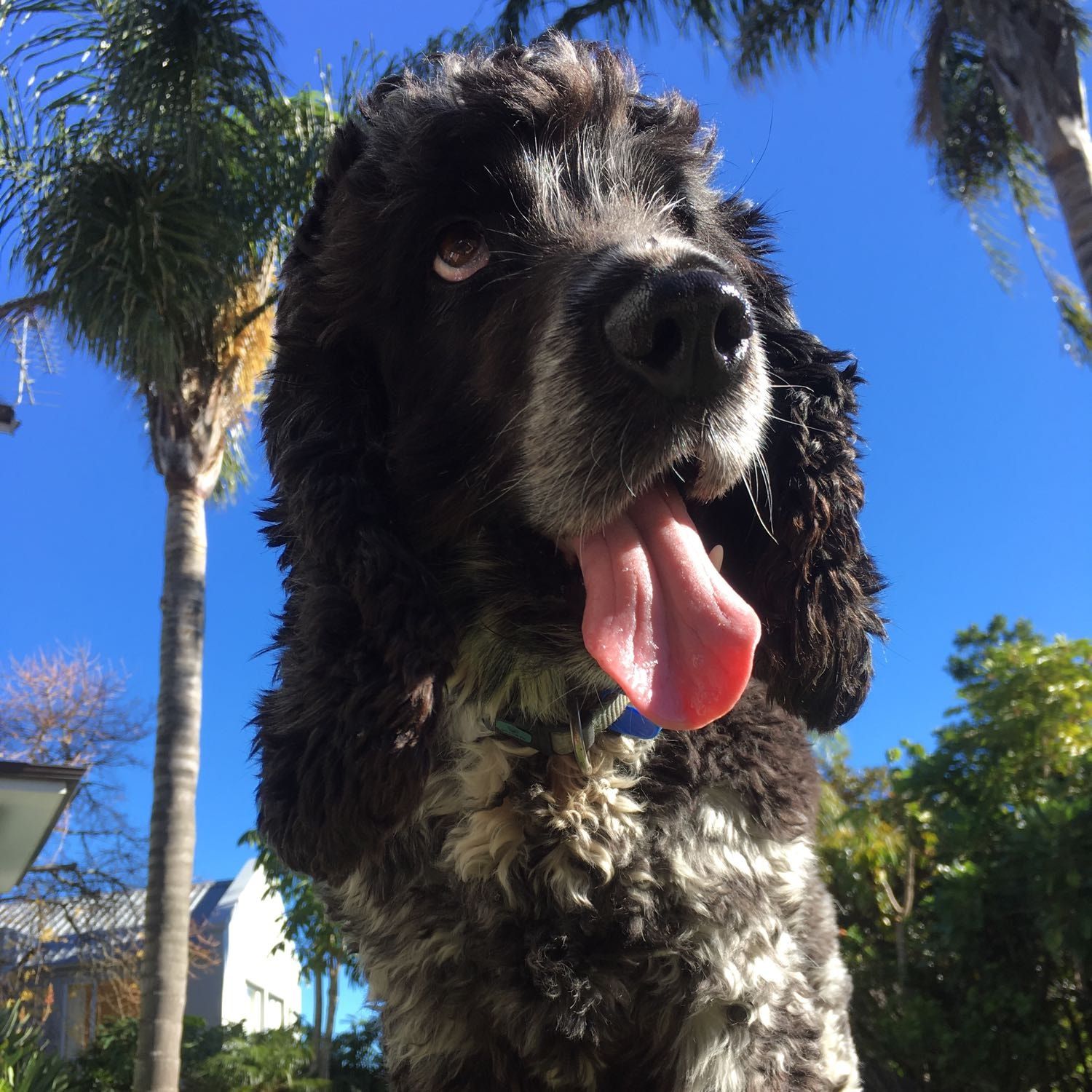 Bentley