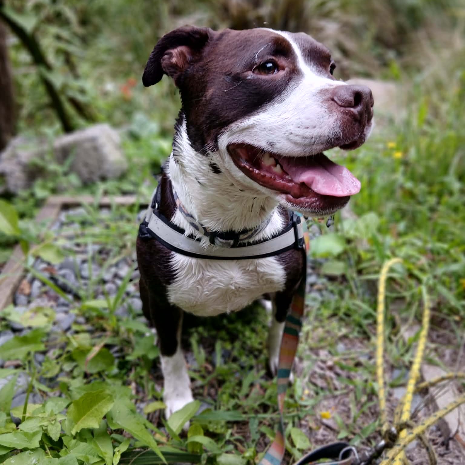 Rufus