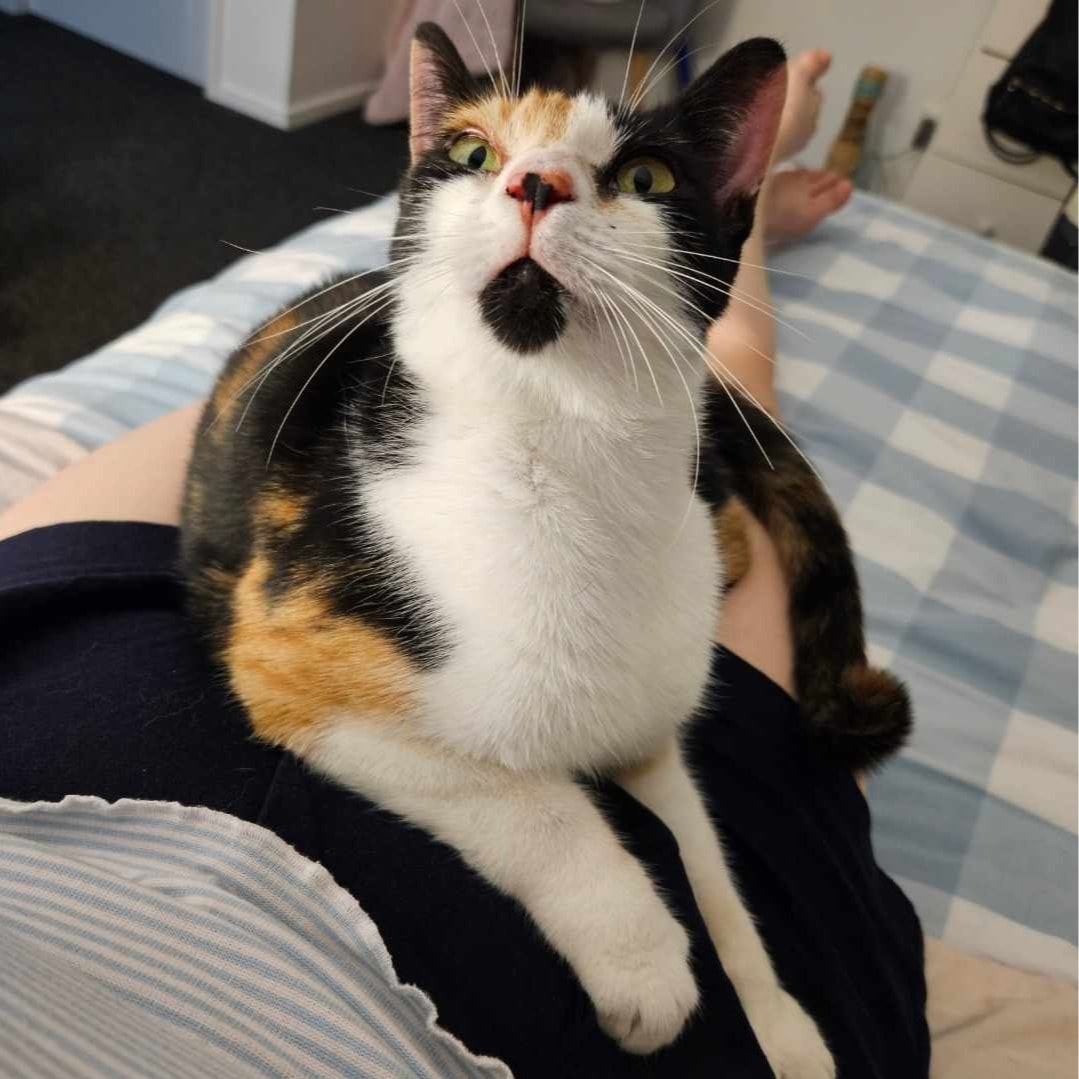 Carly the Calico Cat 