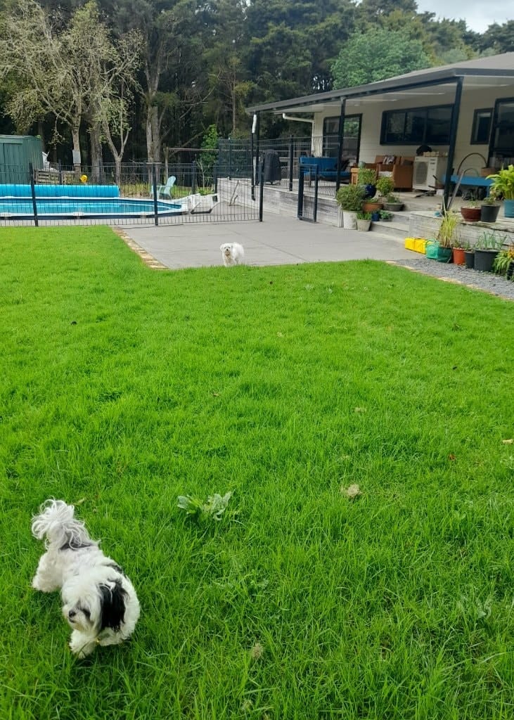 image-7
