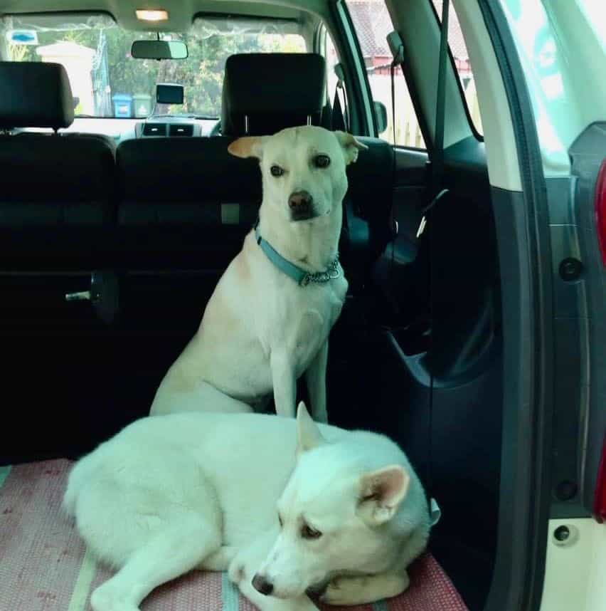 I used to have two mongrels raised since puppies. they have recently passed on due to old age