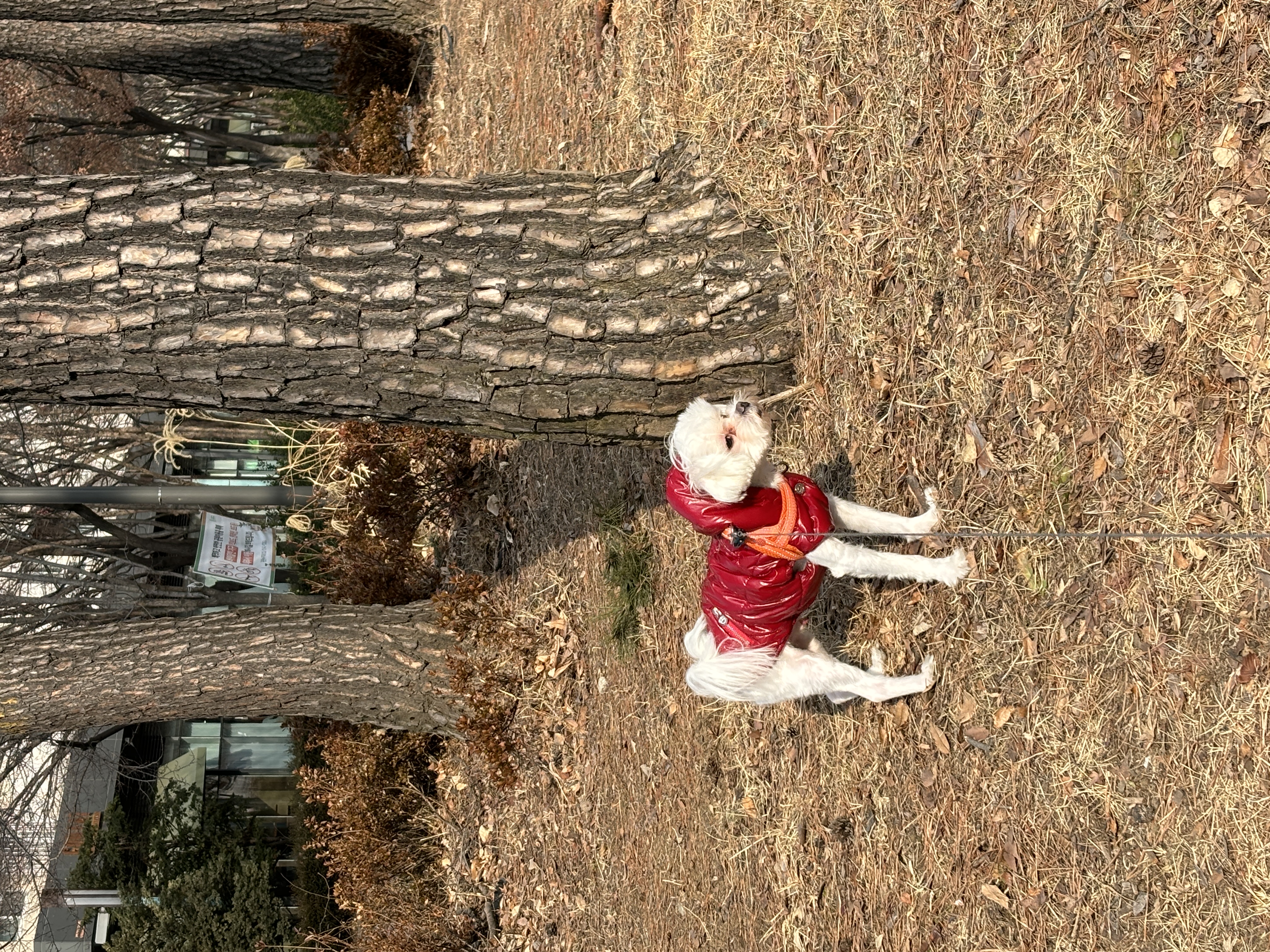 image-16