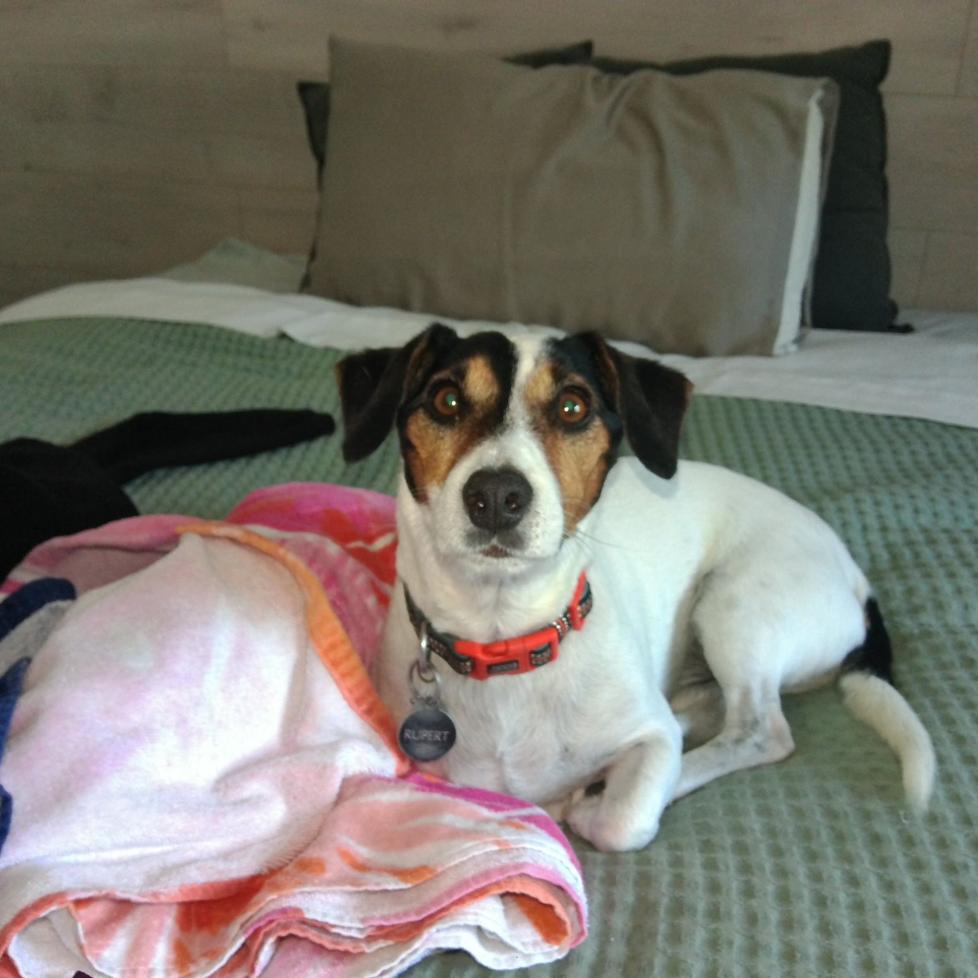 Rupert