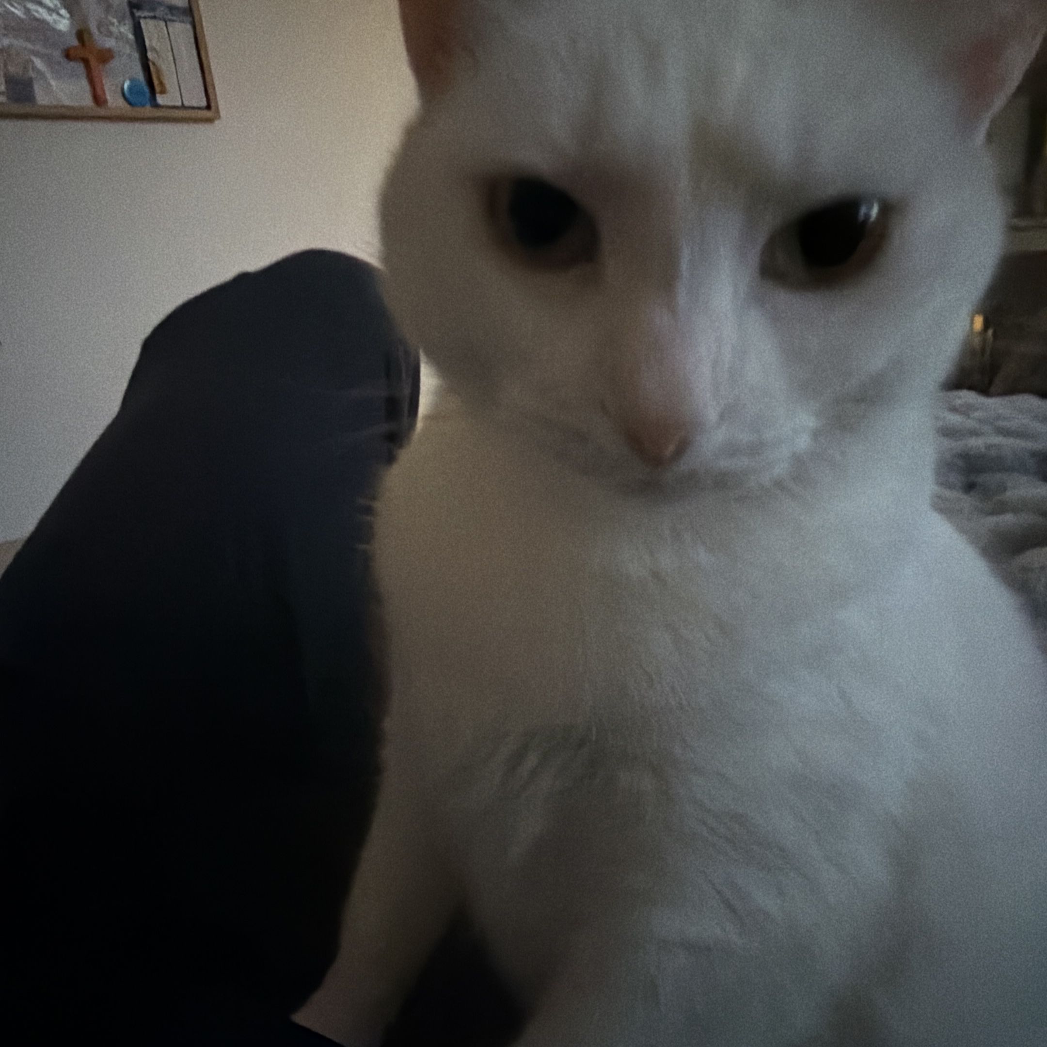 blanca