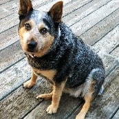 Tilly