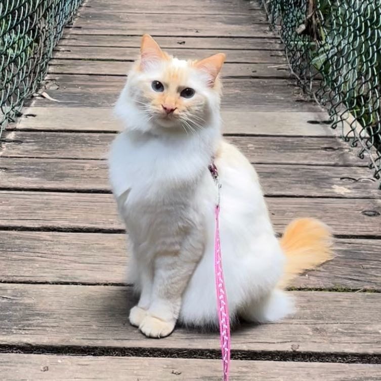 Mochi