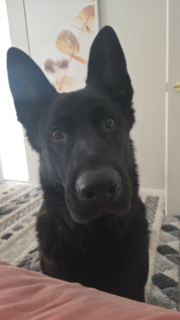 Archie