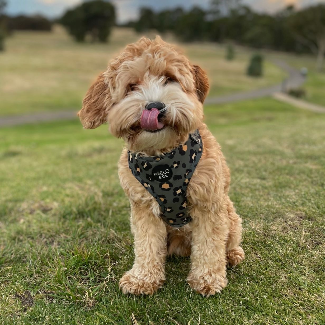 Miso