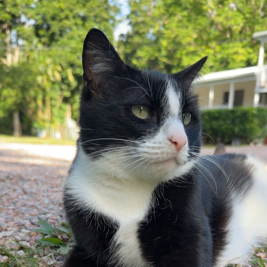 Mittens