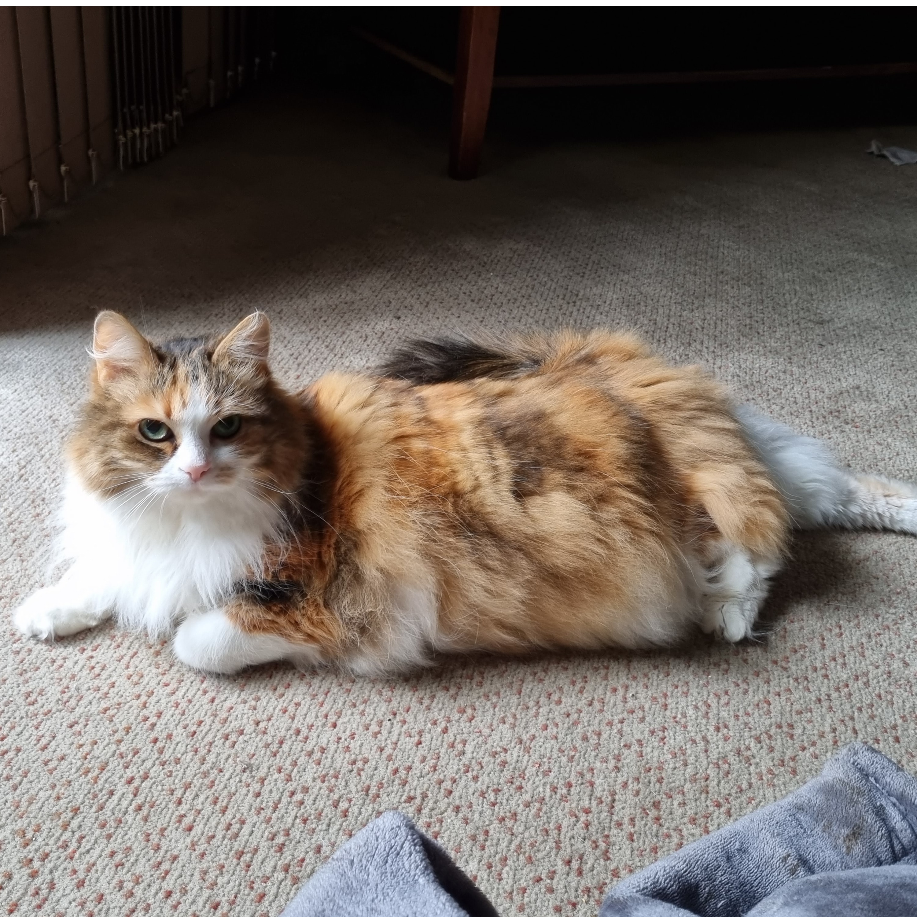 Lola