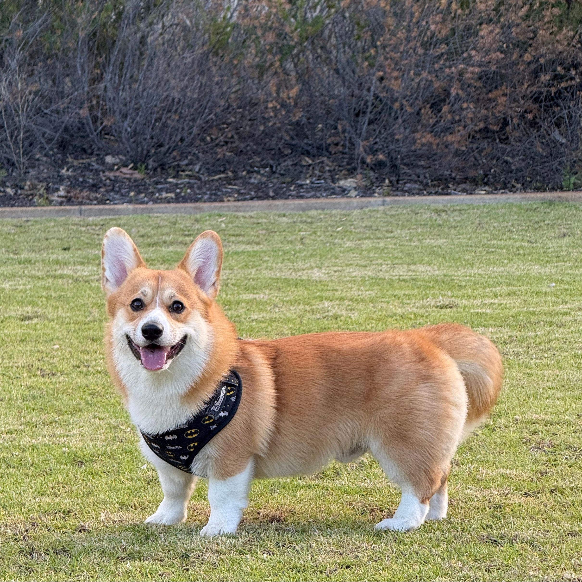 Dino