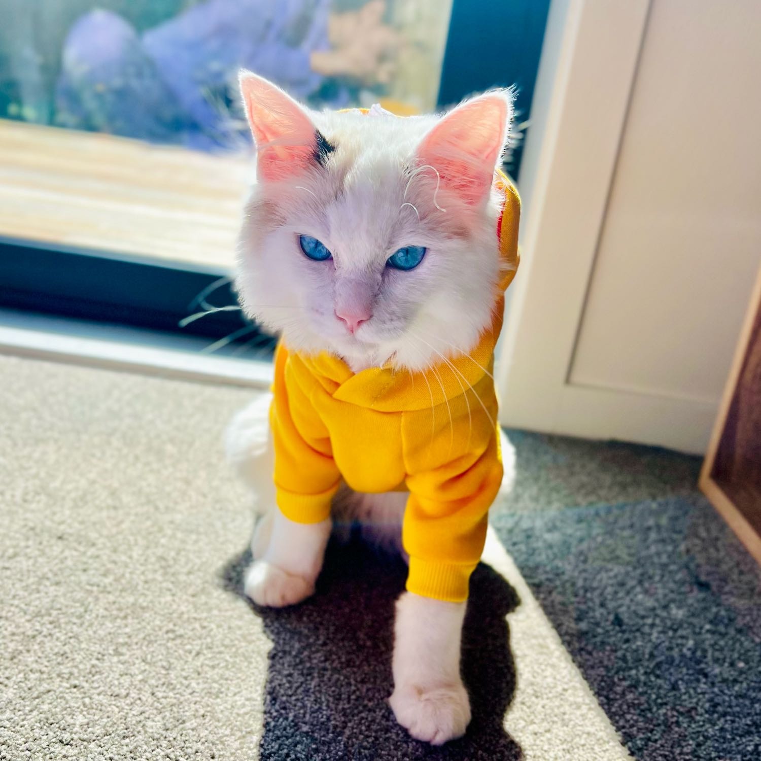 Yuki 