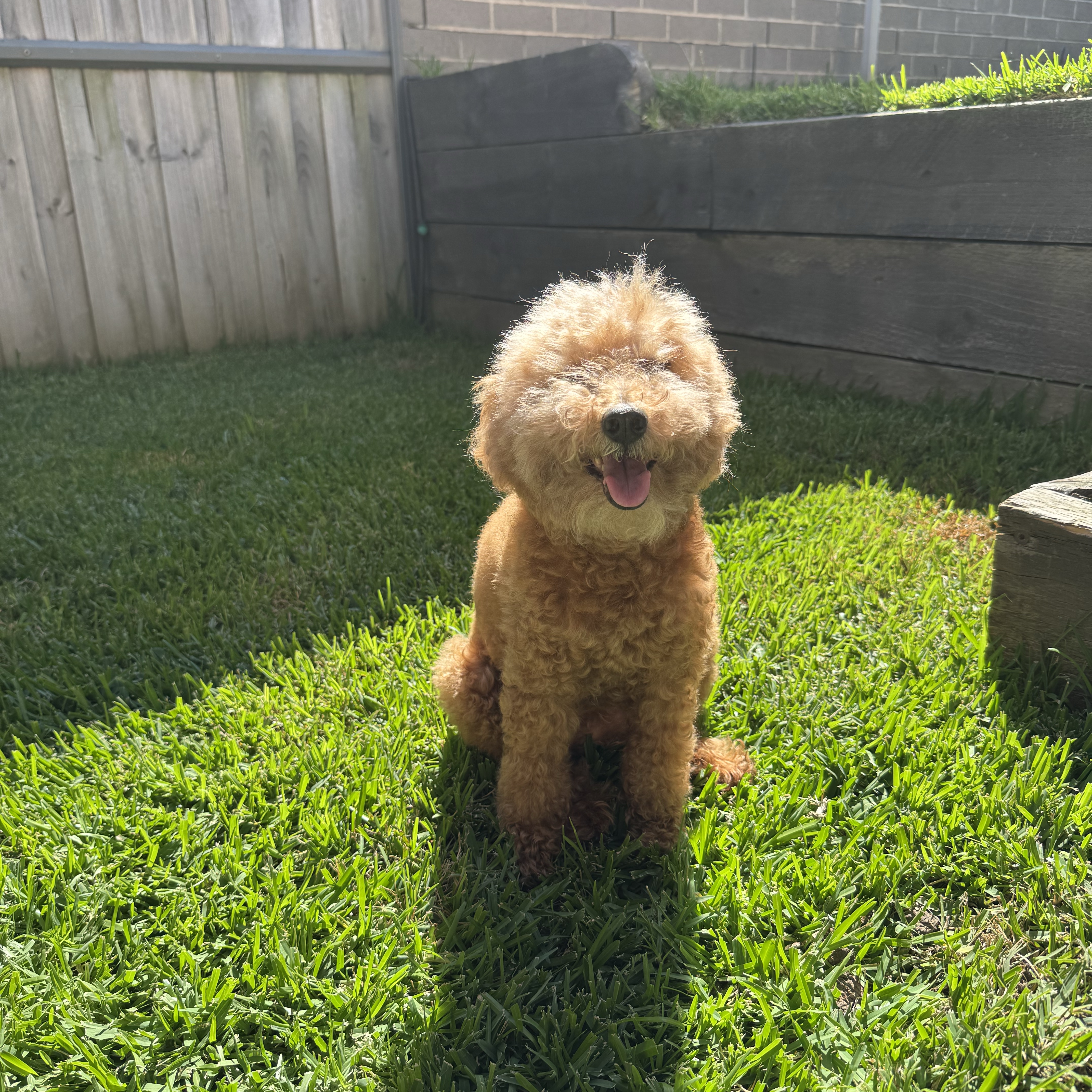 Teddy
