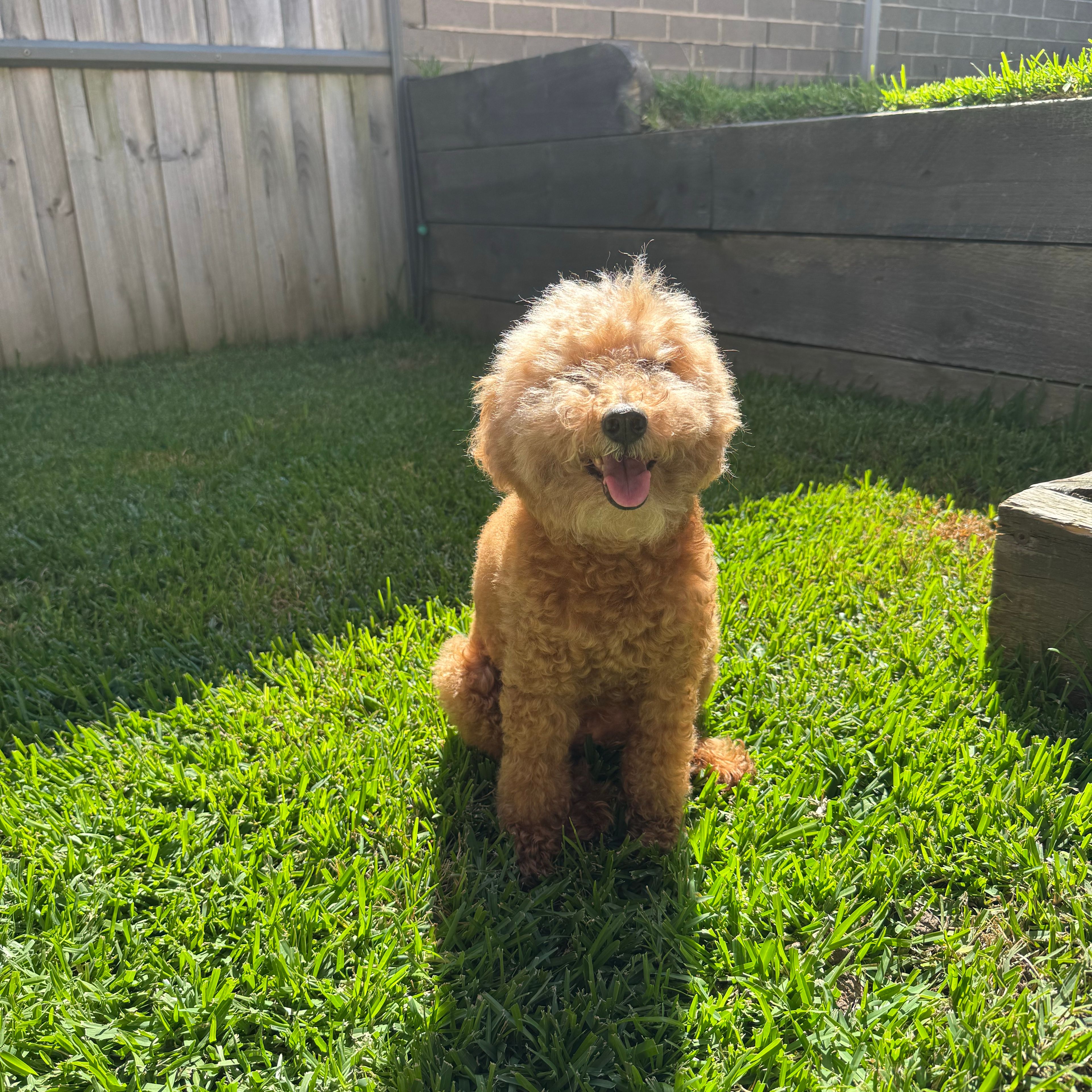 Teddy