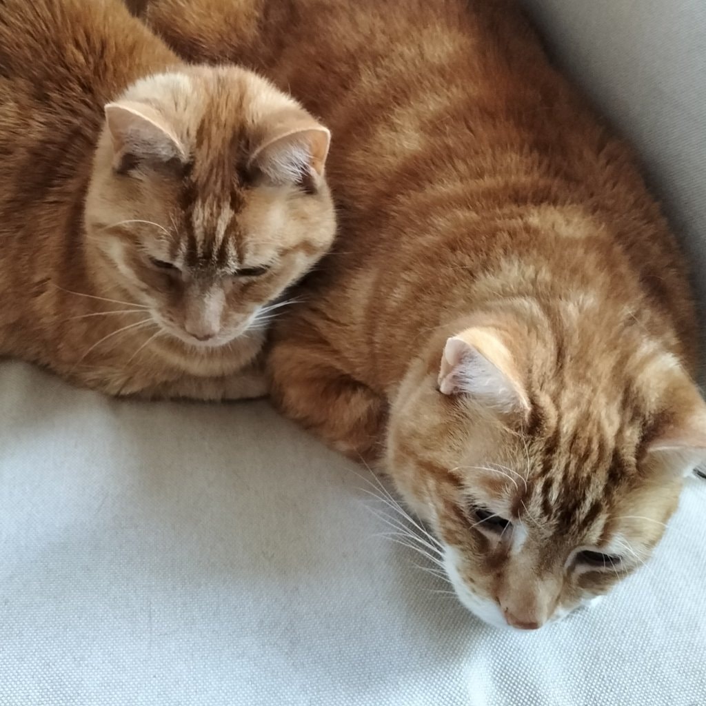 Simba