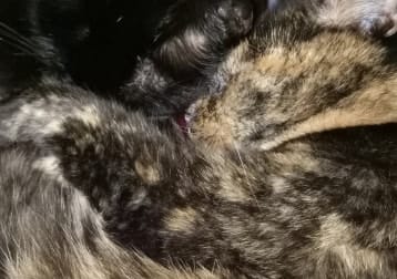 Missy (tortoiseshell)