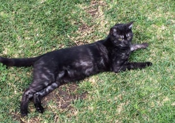 Darcy