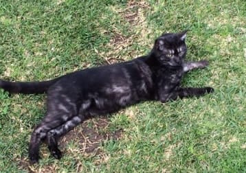 Darcy