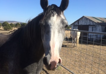Stella 