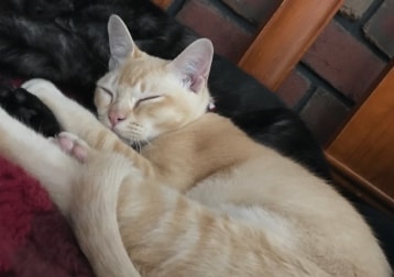Milo