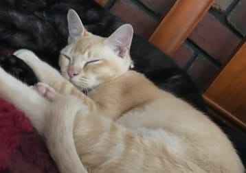 Milo