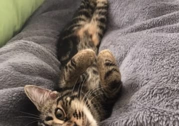 Lily