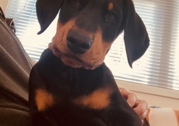 Sid
