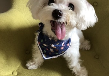Buddy