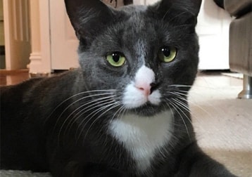 Meatball