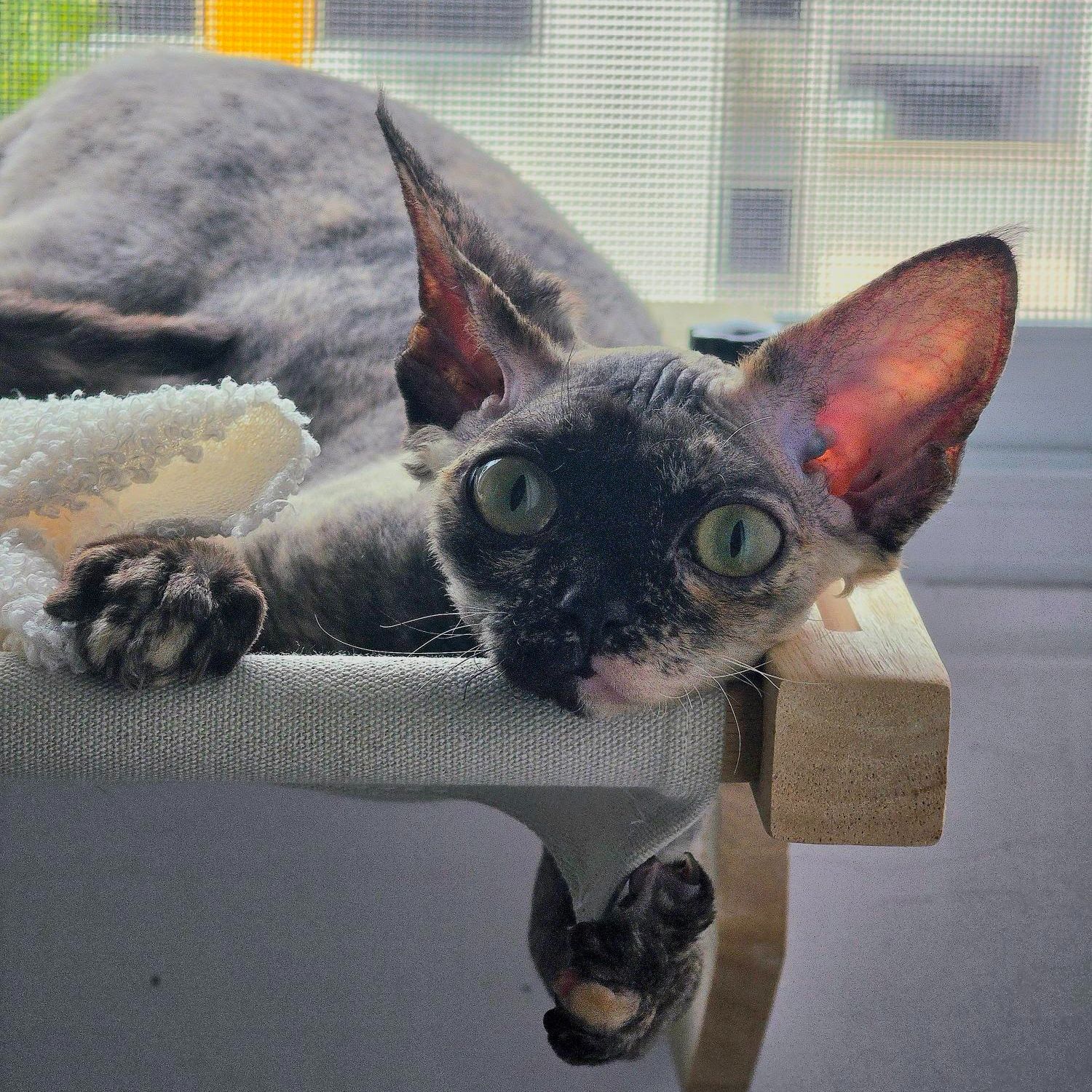 Maya