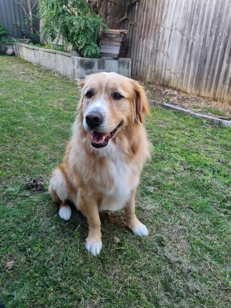 Cino