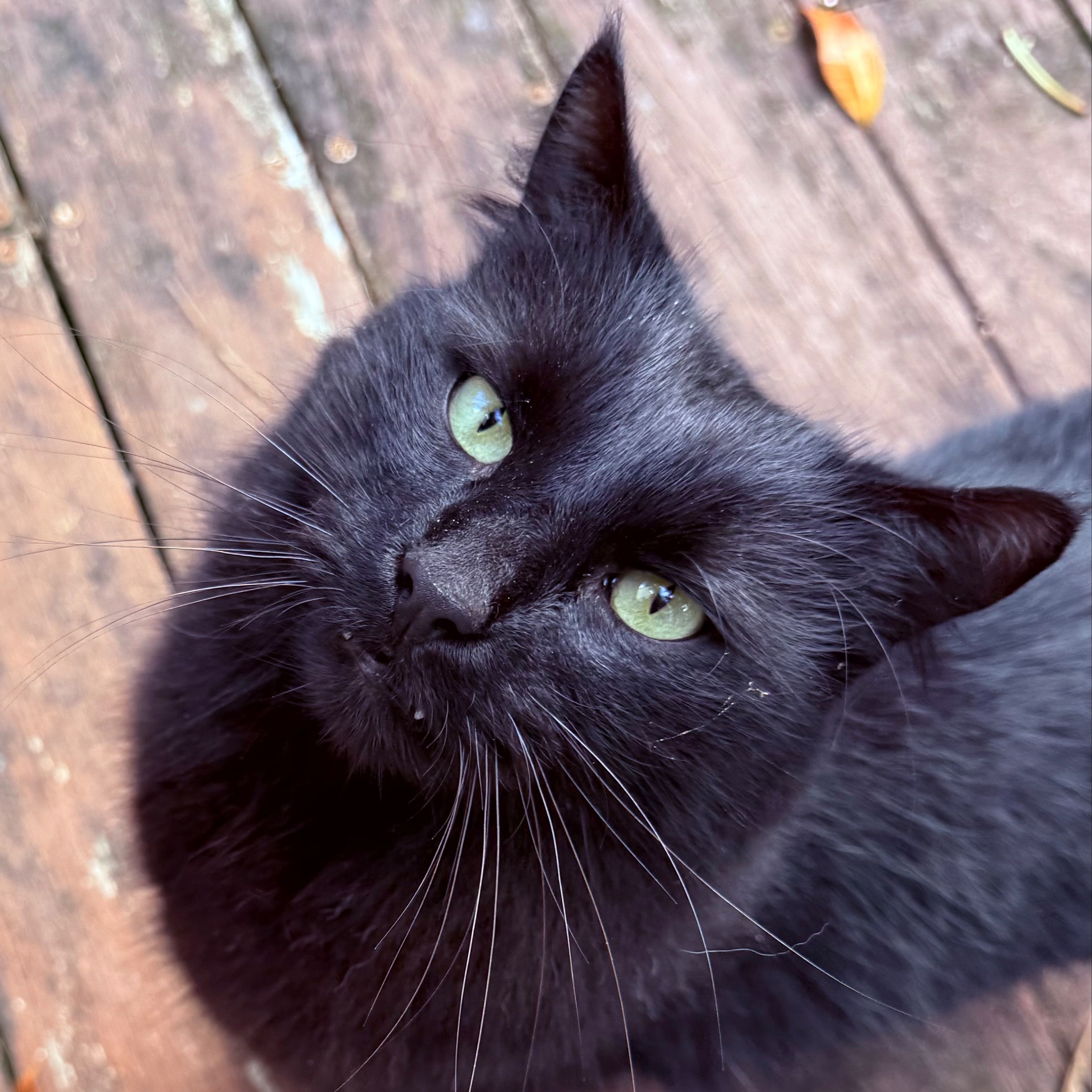 Merlot
