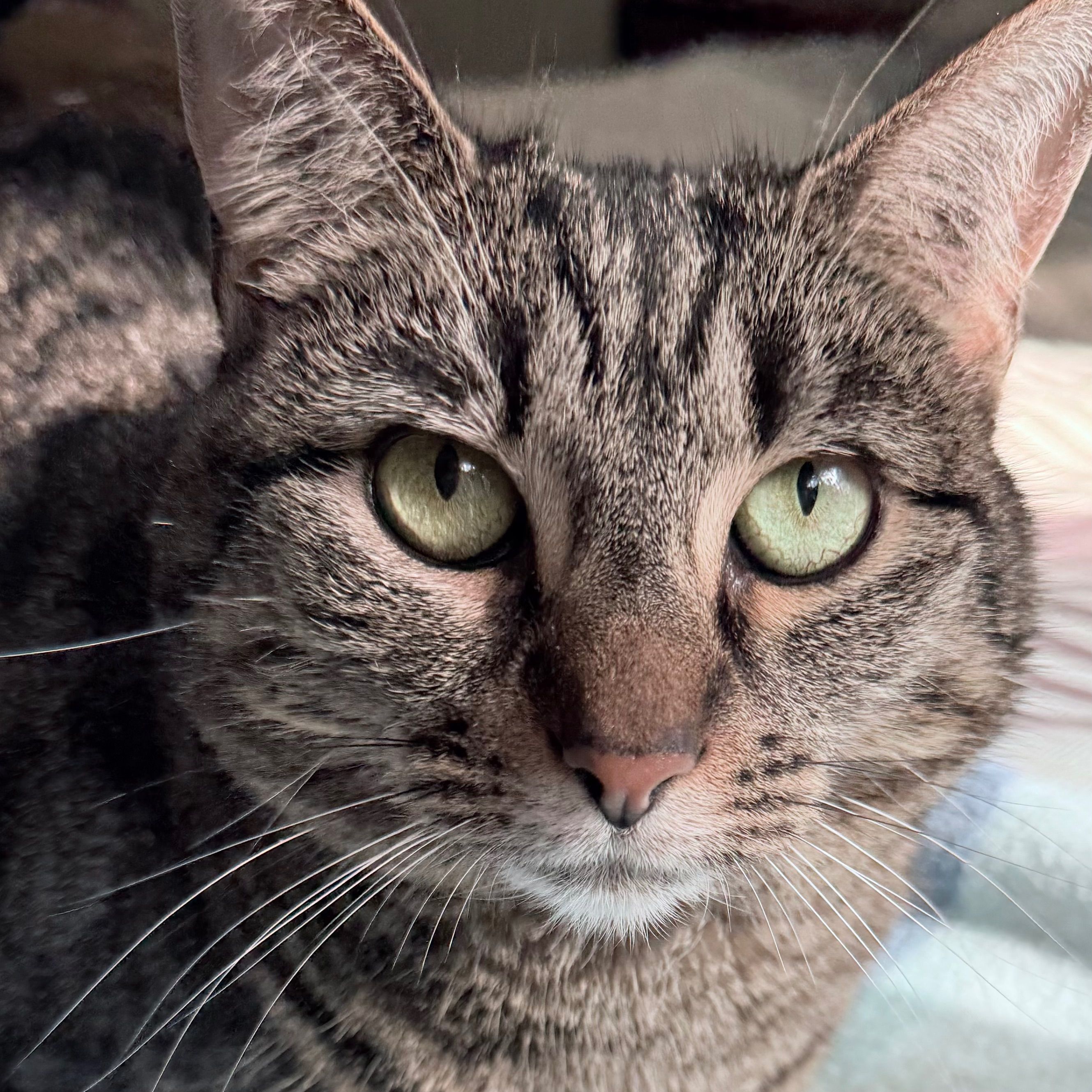 Tiggy