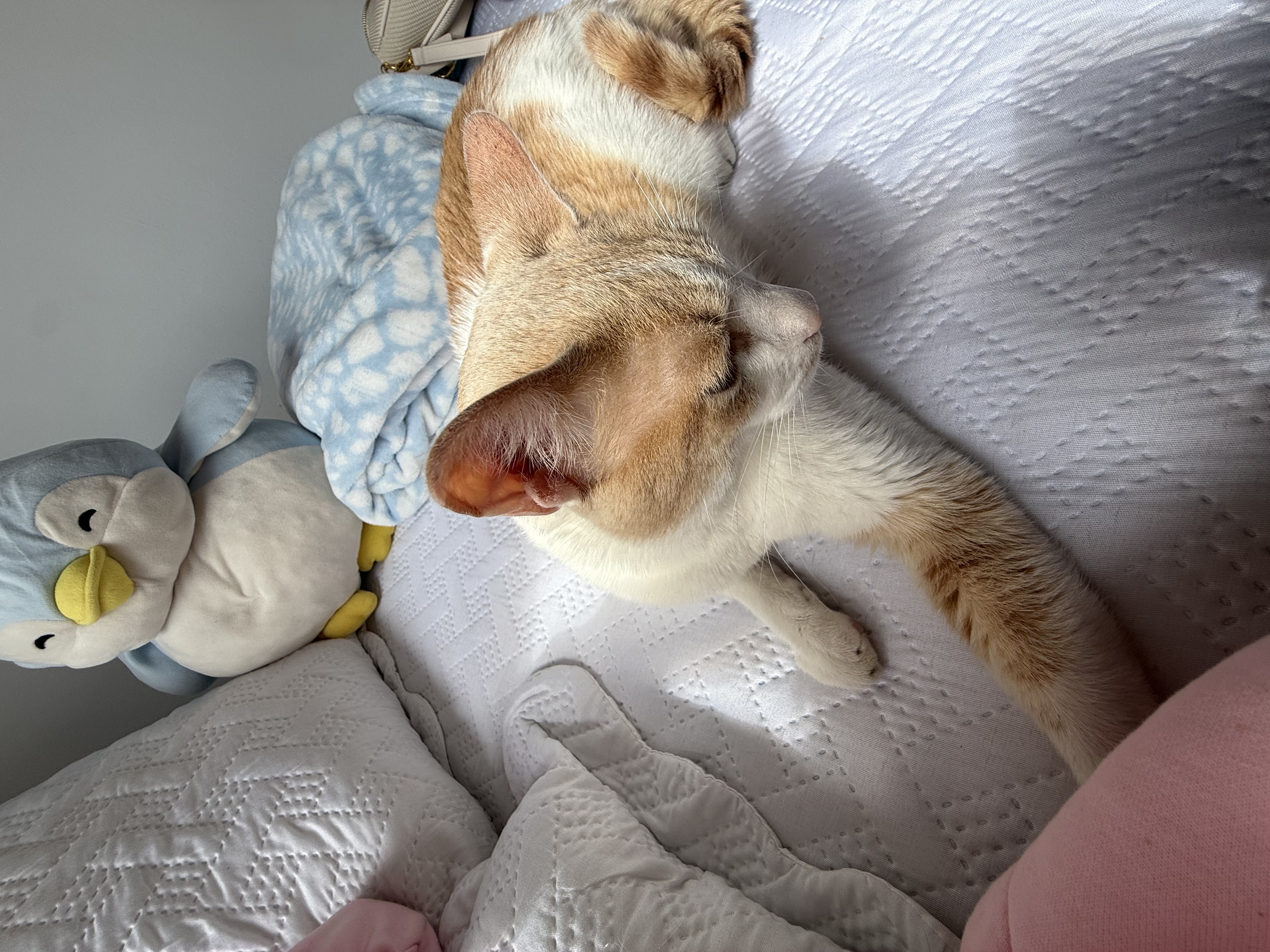 image-8