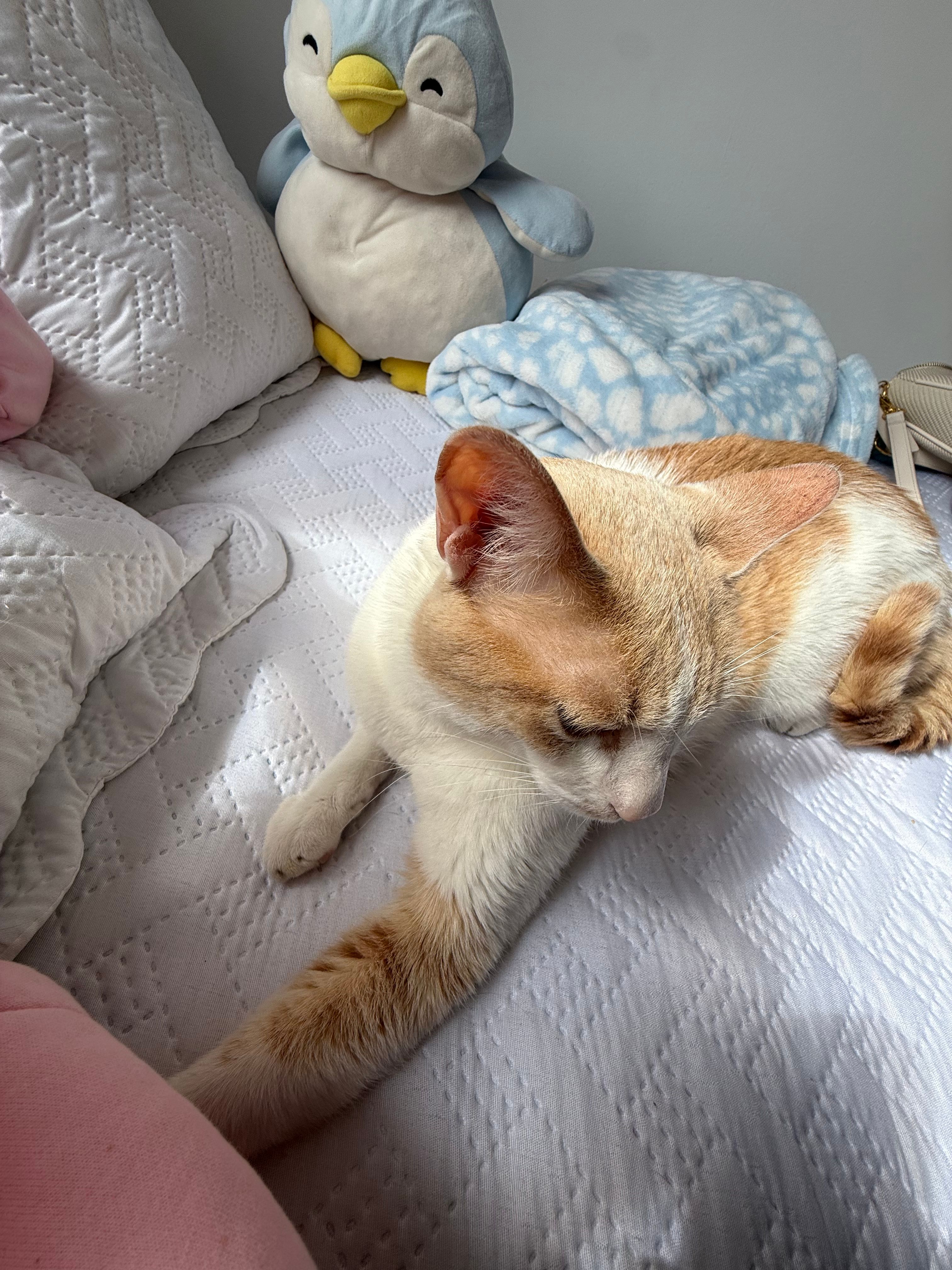 image-8