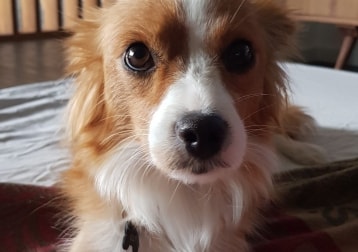 Lily