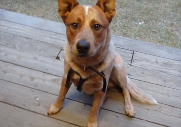 Cooper
