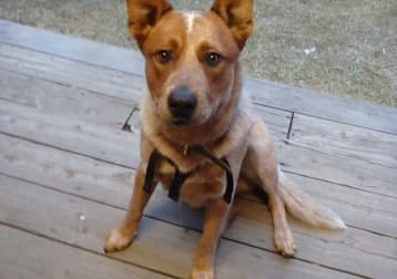 Cooper