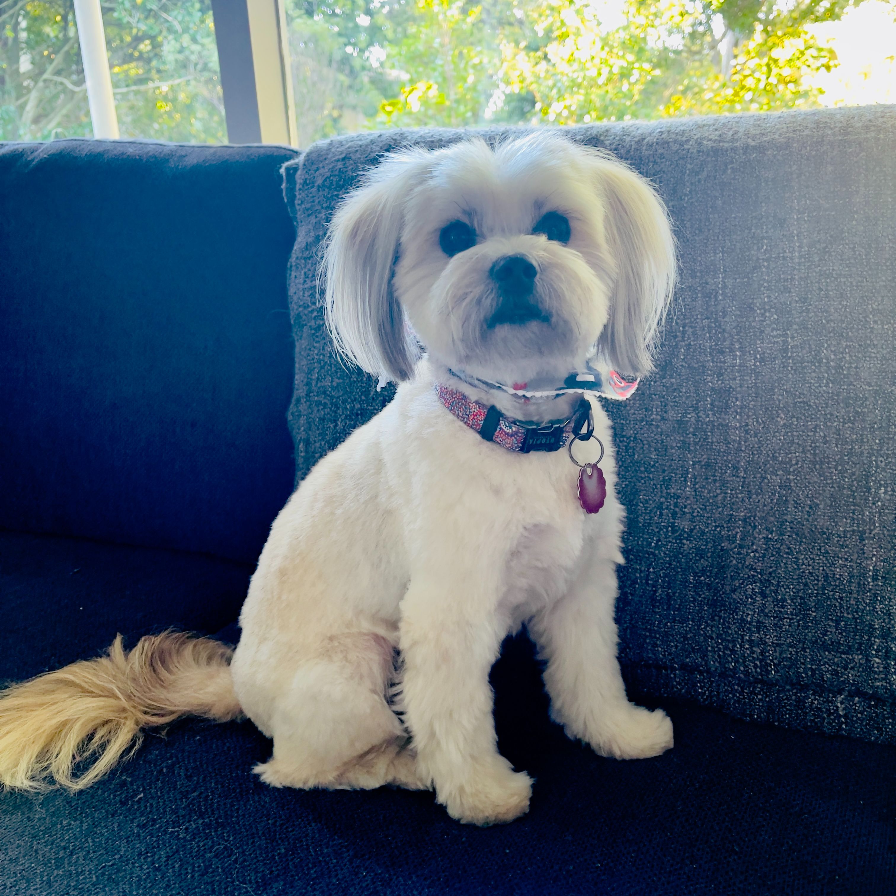 Tuli