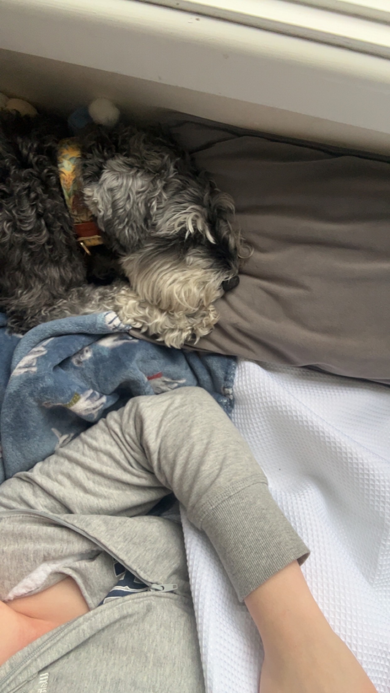 image-7