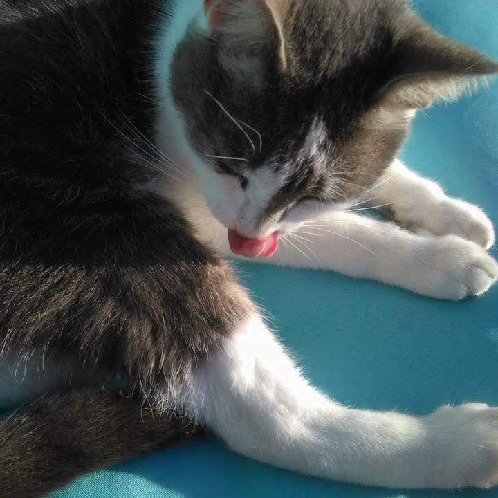 Honey