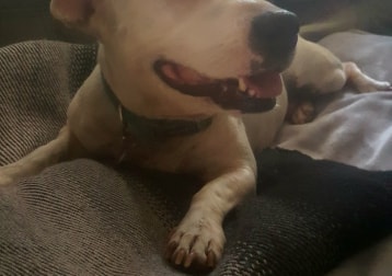 Patch