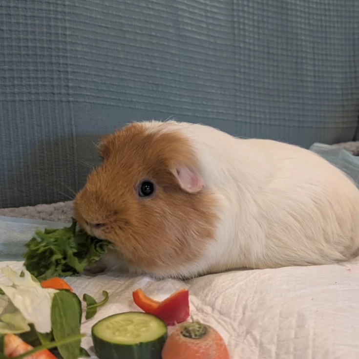 Bean
