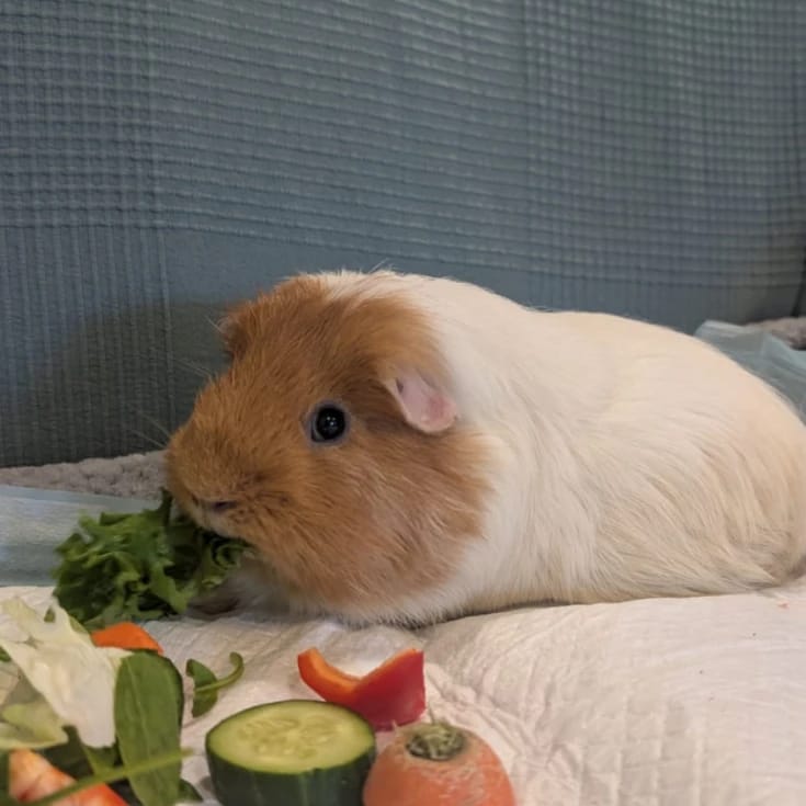 Bean