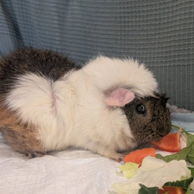 Elvis