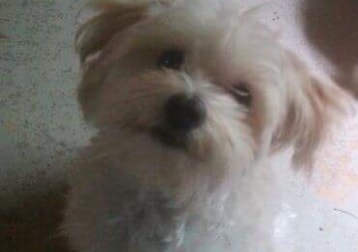 Benji