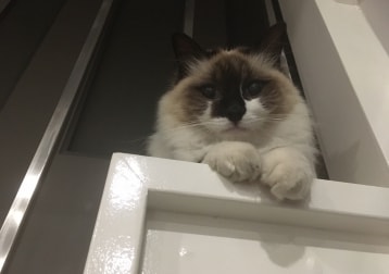 Benji