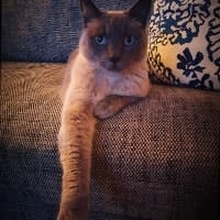 Lily