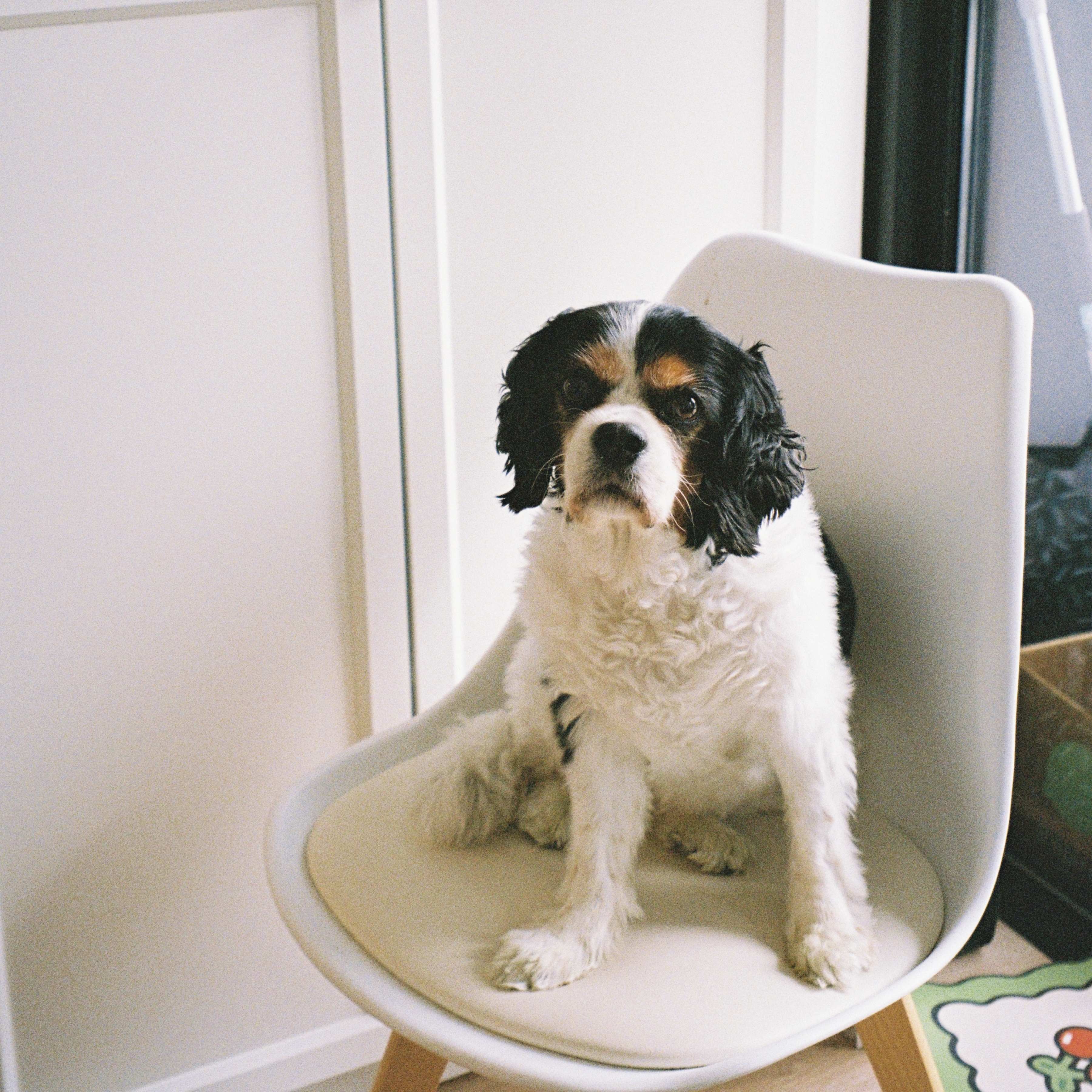 Molly
