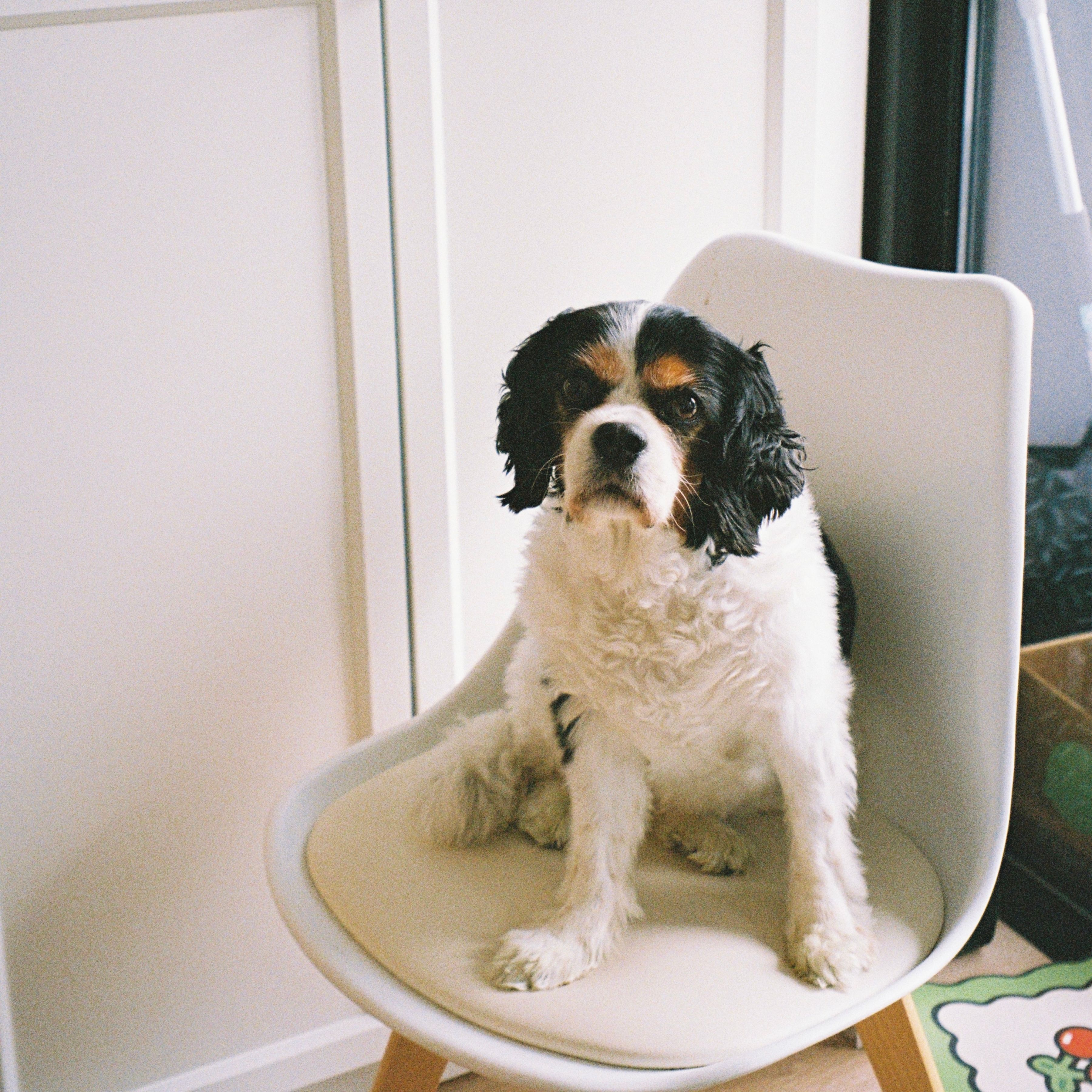 Molly